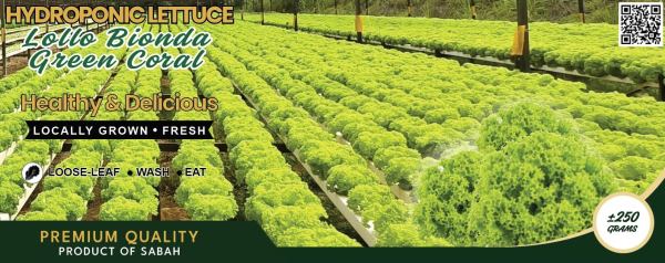 Lollo Bionda · Green Coral · ±250 g