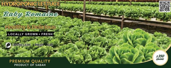 Baby Romaine · ±350 g
